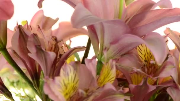 Pink lilies — Stock Video