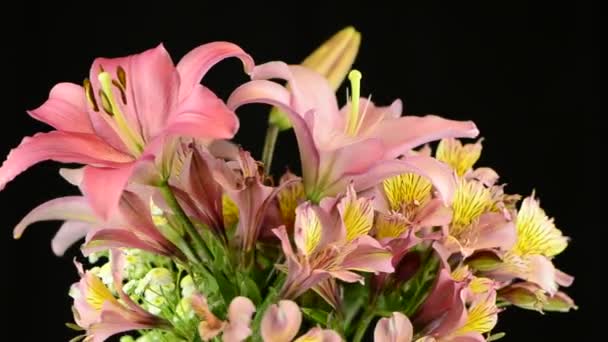 Pink lilies — Stock Video