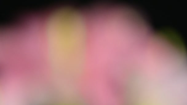 粉红色的百合花 — 图库视频影像