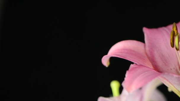 Rózsaszín liliom — Stock videók