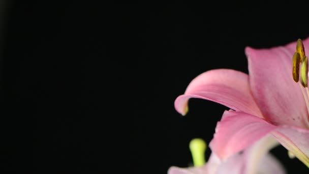 Lys roses 