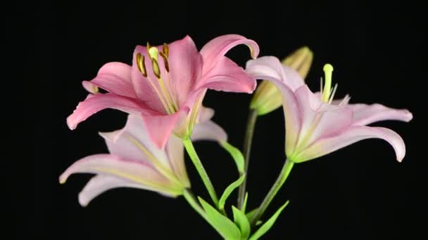 Pink lilies — Stock Video