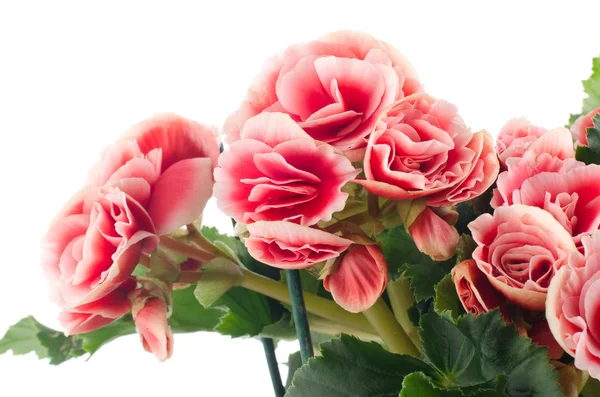 Μπιγκόνια ροζ λουλούδια — Φωτογραφία Αρχείου