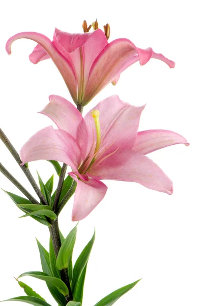 Pink lilies — Stock Photo, Image