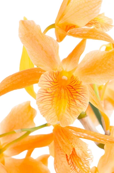 Closeup de flores de dendrobium laranja — Fotografia de Stock