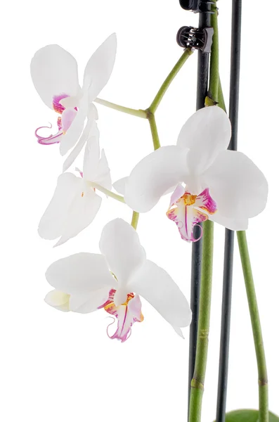 Witte en roze orchideeën — Stockfoto