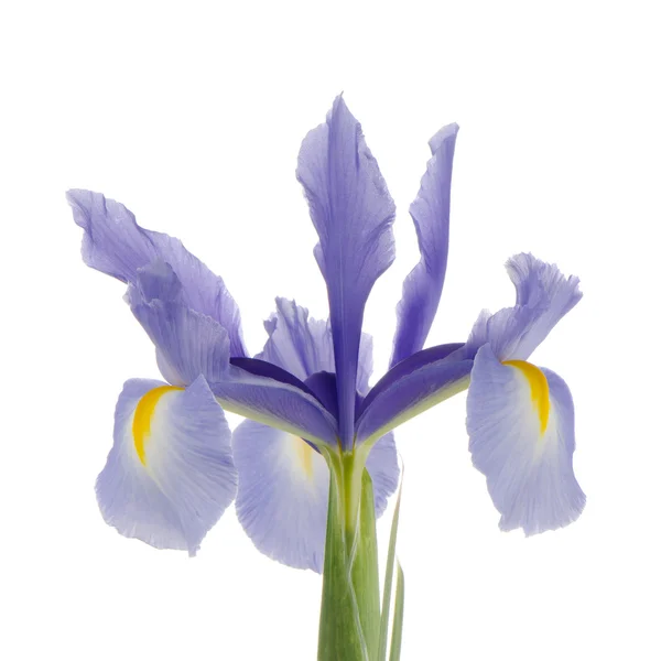 Purple lily flower — Stock Photo, Image