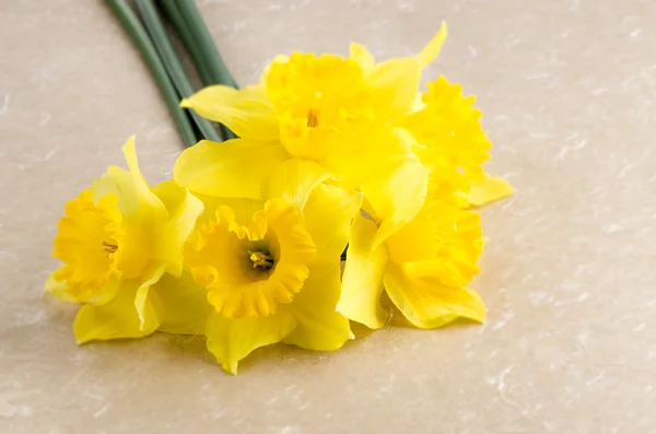 Jonquil blommor — Stockfoto