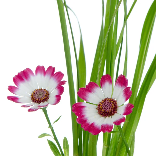 Schöne rosa Blumen und grünes Gras — Stockfoto