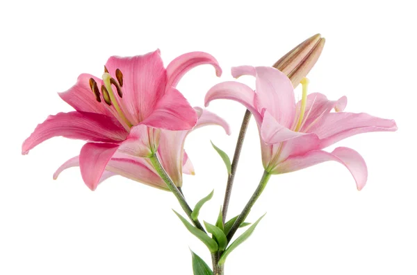 Pink lilies — Stock Photo, Image