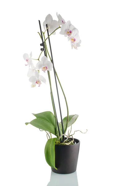 Красивая белая орхидея в цветочном горшке — стоковое фото