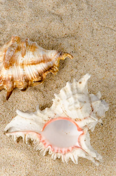 海螺壳和贝壳 — 图库照片
