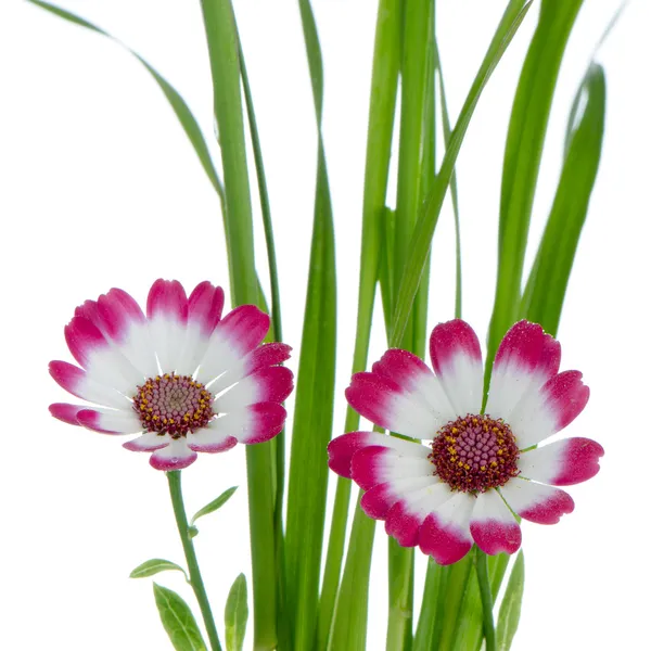 美丽的粉红色鲜花和绿草 — 图库照片