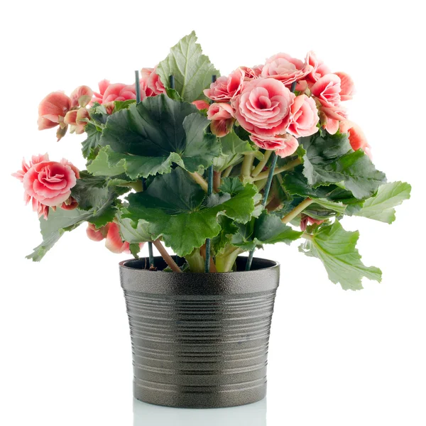 Pink begonia plant — Stock Photo, Image
