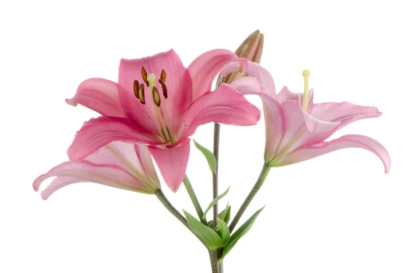 Pink lilies — Stock Photo, Image