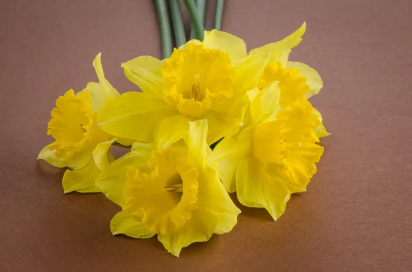 Блідо-жовтий колір квіти — стокове фото