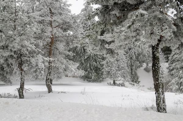 Snö och frost omfattas tallar — Stockfoto