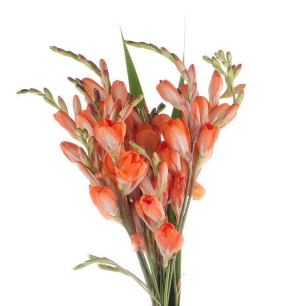 Lilies — Stock Photo, Image