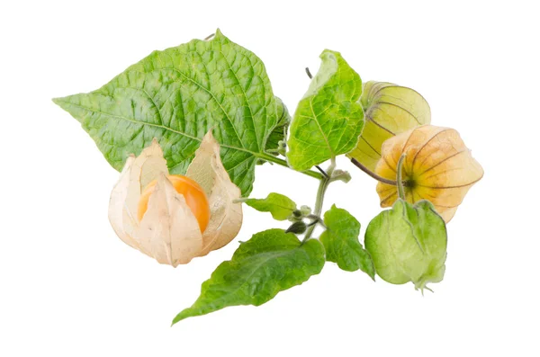 Physalis — Fotografia de Stock