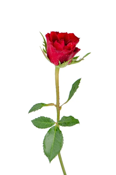 Hermosa rosa roja — Foto de Stock