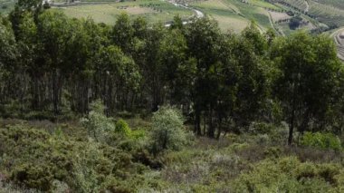 douro Valley teraslı üzüm bağları