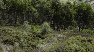 douro Valley teraslı üzüm bağları