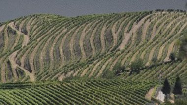 douro Valley teraslı üzüm bağları