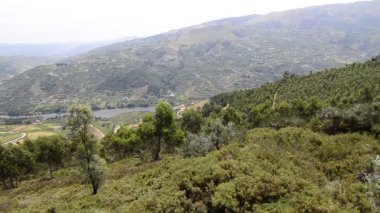 douro Valley teraslı üzüm bağları