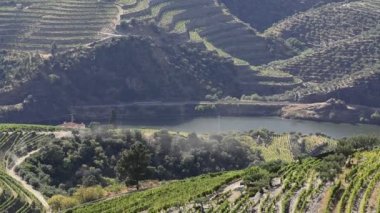 douro Valley teraslı üzüm bağları
