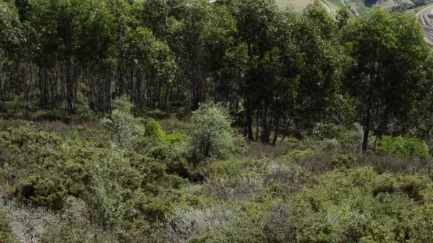 Υπερυψωμένος αμπελώνες στην κοιλάδα douro — Αρχείο Βίντεο