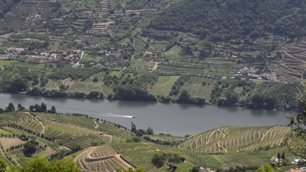 Υπερυψωμένος αμπελώνες στην κοιλάδα douro — Αρχείο Βίντεο