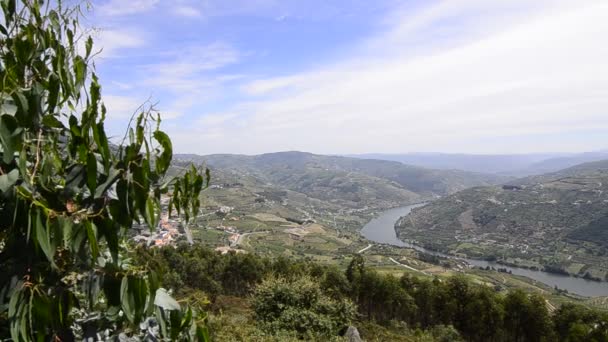 Terasovitých vinic v údolí řeky douro — Stock video