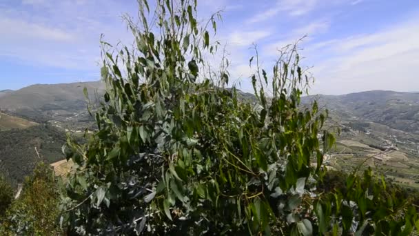 Douro Valley teraslı üzüm bağları — Stok video