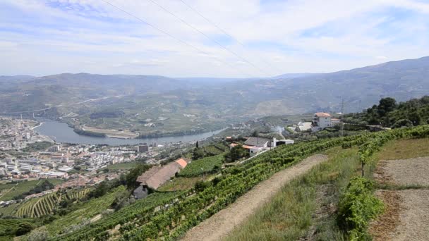 Terrassenweinberge im Douro-Tal — Stockvideo