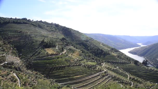 Viñedos adosados en el valle del Duero — Vídeo de stock