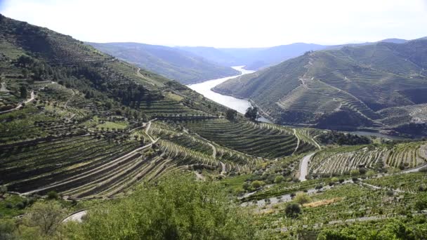 Terraced vineyards in Douro Valley — Stock Video