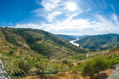 vineyars in Douro Valley clipart