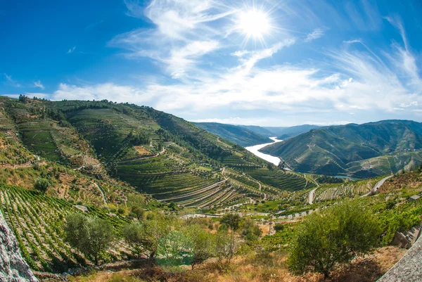 Vinhedos no Vale do Douro — Fotografia de Stock