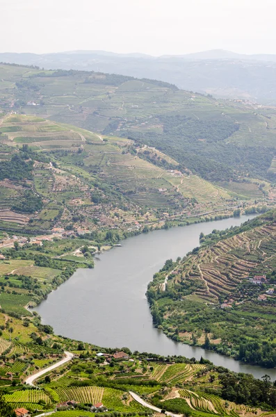 Vinranker i Douro Valley – stockfoto
