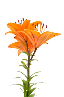Orange lilies
