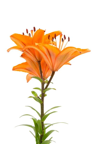 Orange lilies — Stockfoto