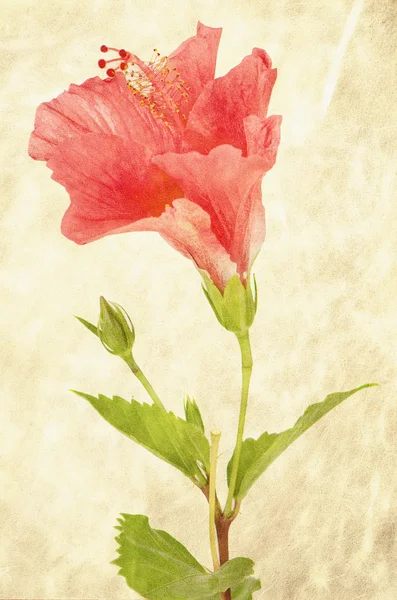 Fond avec hibiscus rose — Photo