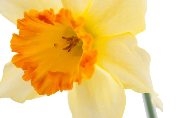 Jonquil blume — Stockfoto