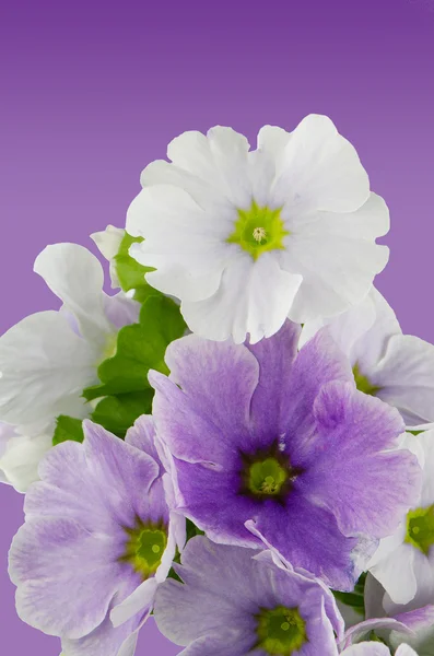 Bellissimo fiore viola — Foto Stock