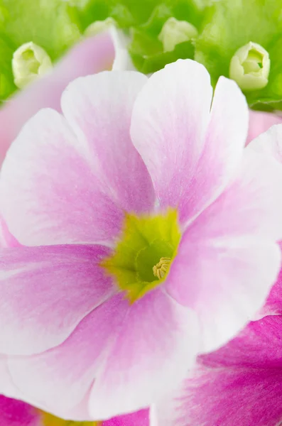 Closeup of pink primrose flowers — Stock Photo, Image