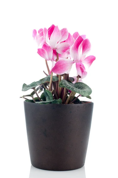 Vacker rosa cyklamen blomma — Stockfoto