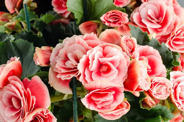 Rózsaszín begónia virág — Stock Fotó