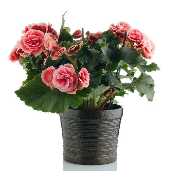 Pianta rosa begonia — Foto Stock