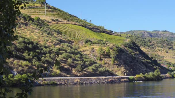 Teraszos szőlőültetvények Douro-völgy — Stock videók