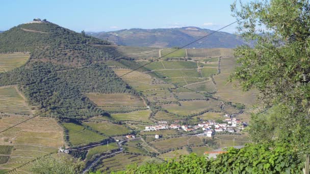 Douro Valley teraslı üzüm bağları — Stok video